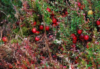 Cranberry Marsh: descrição, que cresce quando colhida