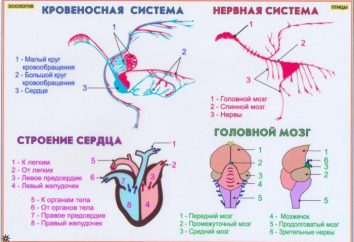 Corazón de las aves: la estructura y funciones del sistema circulatorio