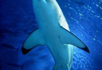 ci sono gli squali nel Mediterraneo? squali