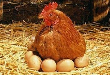 Una corretta alimentazione delle galline ovaiole – pegno di buona produttività!