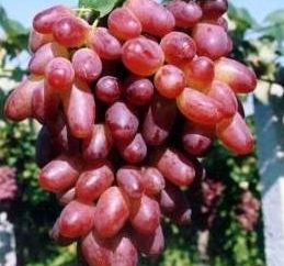 raisins savoureux et sains Rizamat
