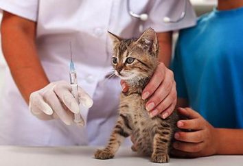 Unabhängig davon, ob der Impfstoff? Kitten sollte, weil geschützt werden