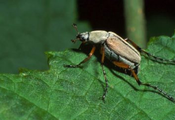 Chaque printemps – Chafer. Combien de pattes coléoptères et quels sont-ils utilisés?