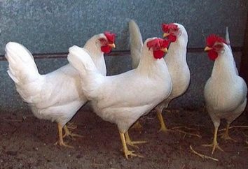 gallinas reproductoras en el hogar. El contenido de los pollos en el jardín