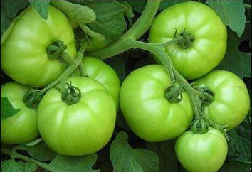 Perché non arrossire pomodori? Consigli giardinieri