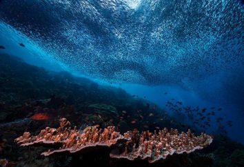 Os vencedores do concurso de fotografia subaquática em 2016