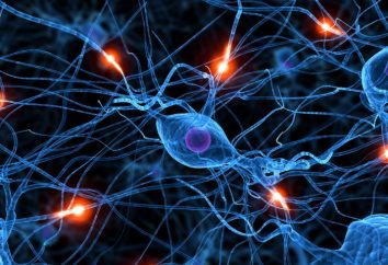 Quali sono i nervi? Nervi come parte del sistema nervoso umano. Danni al nervo