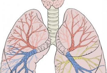 La estructura del pulmón humano