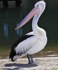 Pássaro do pelicano: descrição e caracterização. pelicanos cor de rosa, preto e branco e dálmatas
