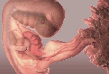 La quinta settimana di gravidanza: Cosa succede al feto e che la donna si sente?