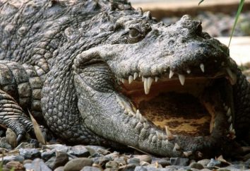 Krokodyl: gdzie on mieszka? Gdzie są krokodyle i co jedzą?