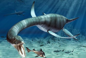 dinosauri galleggiante: tipologie, descrizione, l'origine
