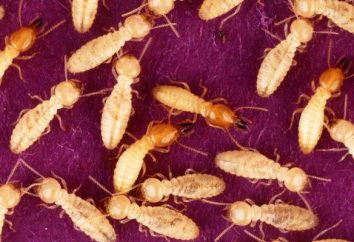 Termity – co to jest? Gdzie termity żyją i co jedzą?