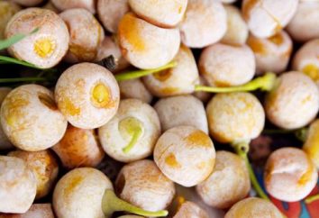 Nueces Gingko biloba: propiedades útiles, la composición química y el valor calorífico de