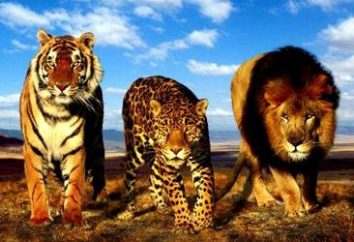 La faune. Wildcats