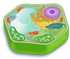 organelas celulares