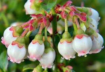 Blueberry Elizabeth: opis gatunku, charakterystyka. jagody sadzenia