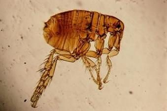O que desencadeia o povo de pulgas mordida?