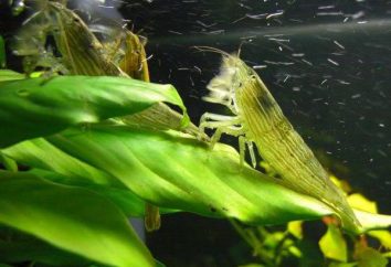 Crevettes dans les filtreurs d'aquarium: description, contenu, photos