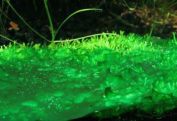 ¿Por Volvox conoce como organismos unicelulares? La estructura de Volvox algas