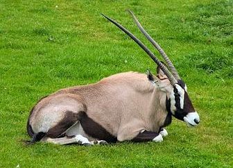 antilope africana – un animale domestico meraviglioso caldo continente