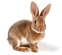 Lo que distingue a la liebre del conejo: similitudes y diferencias