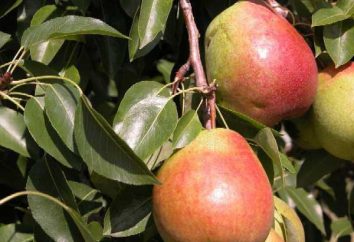 Pear Favorit: Beschreibung der Sorte