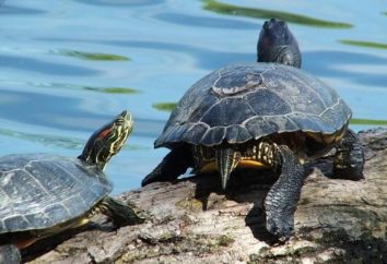 ¿Cuál es la enfermedad de redtail de una tortuga más frecuentemente encontrada