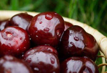 Cherry Chernokorka: caratteristiche varietà