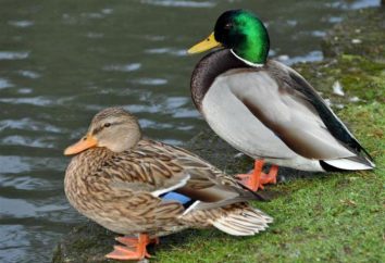 Pato y Drake – que son los representantes de la misma especie. Cómo distinguirlos