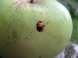 Oruga en manzana: los métodos de lucha