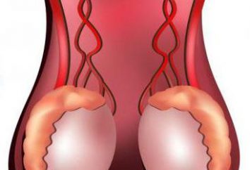 Scrotum – quel est-il? Sa structure et ses fonctions. Maladies du scrotum et leur prévention