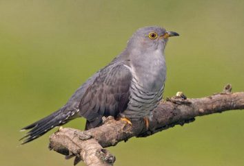 Common Cuckoo: Opis i zdjęcia