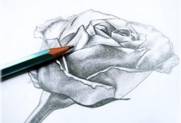 Jak narysować Rose ołówek etapowe szkolenie