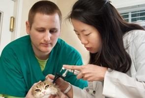 Zapalenie ucha u kotów: objawy i leczenie chorób uszu