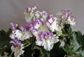 Violeta Zolushkin Descripción sueño. Cómo cuidar de las variedades de color violeta Zolushkin sueño