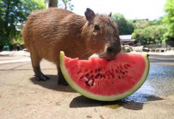 Pet capybara – le plus gros rongeur. Description, photos