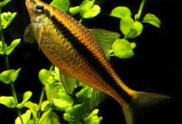 Glony ryb akwariowych: opis, zwłaszcza zawartość produkcji i zarządzania oraz opinii