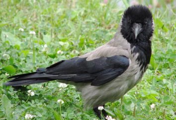 Visite o corvo: as condições de detenção, comida