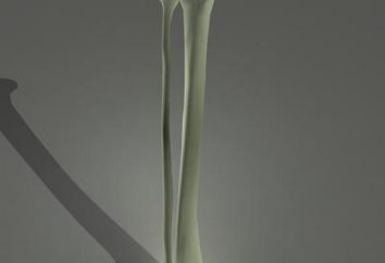 A canela humana: as possibilidades de próteses