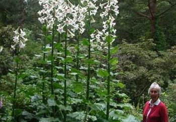 Cardiocrinum (ninfea gigante) – pianta insolita per il vostro giardino