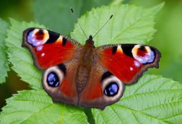 Butterfly Peacock – Uroda oderwanie Lepidoptera
