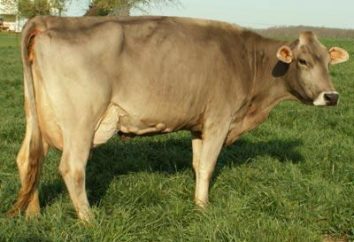 Schwyz raza de vacas: una variedad de animales de granja