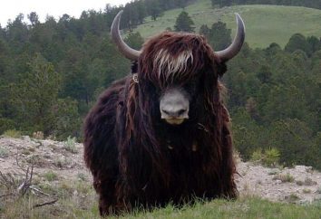 Yak – un animal que vive en las montañas. Descripción, estilo de vida, foto