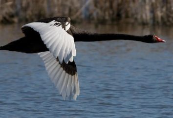 Czarny łabędź – szlachetny ptak