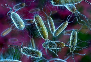 Por que a bactéria isolada em um reino especial de natureza viva?