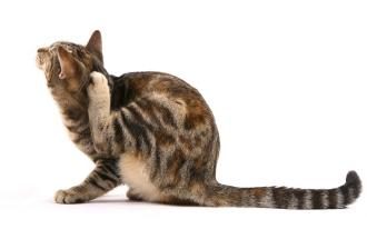 ¿Es cierto que las pulgas en los gatos transmiten a los seres humanos?