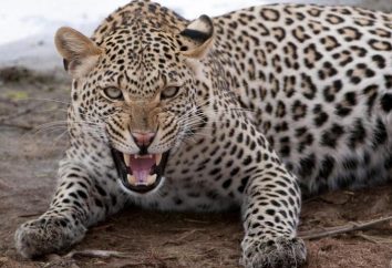 Perché il sogno di un leopardo? Sogno libro vi dirà la risposta
