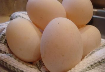 Los huevos de pato: los beneficios y daños. ¿Comer huevos de pato?