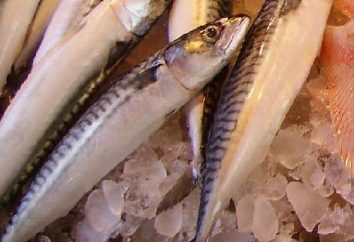 Jak marynowane świeże mrożone makrele szybkie i smaczne